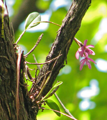 Epidendrum paucifolium