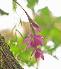 Epidendrum paucifolium