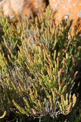 Salicornia littorea