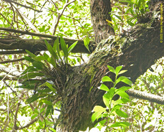 Epidendrum paucifolium