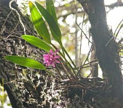 Epidendrum paucifolium