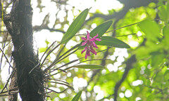 Epidendrum paucifolium