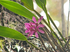 Epidendrum paucifolium