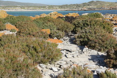 Salicornia littorea