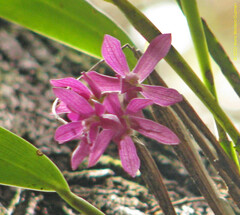 Epidendrum paucifolium
