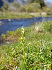 Habenaria pumila