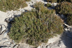 Salicornia littorea
