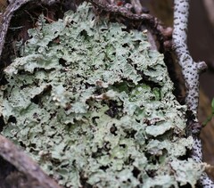 Pseudocyphellaria granulata