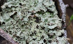 Pseudocyphellaria granulata