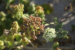 Dasispermum