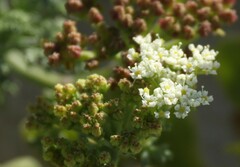 Dasispermum