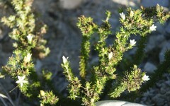 Wahlenbergia calcarea