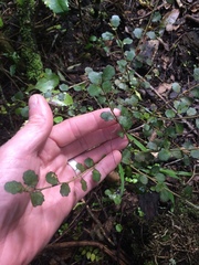 Melicytus micranthus