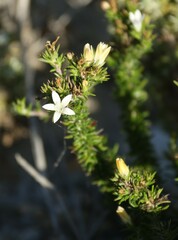Wahlenbergia calcarea