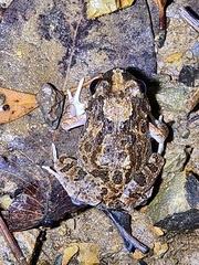 Platyplectrum ornatum