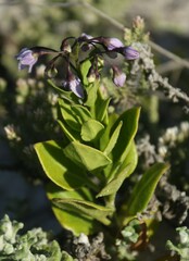 Solanum africanum