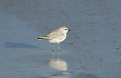 Charadrius marginatus marginatus