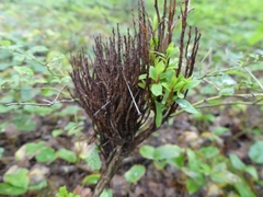 Calyptospora columnaris