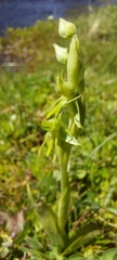 Habenaria pumila