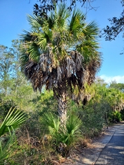 Sabal palmetto