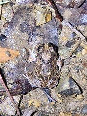 Platyplectrum ornatum