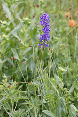 Delphinium × occidentale