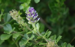 Psoralea bracteolata