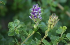 Psoralea bracteolata