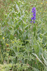 Delphinium × occidentale