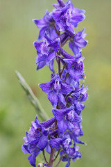 Delphinium × occidentale