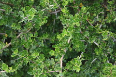 Psoralea bracteolata