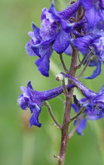 Delphinium × occidentale