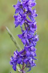 Delphinium × occidentale