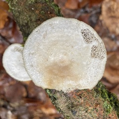 Neofavolus americanus