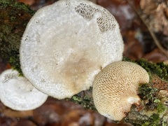 Neofavolus americanus