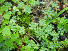 Sedum rubens