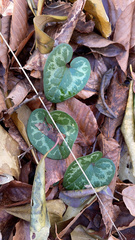 Hexastylis minor