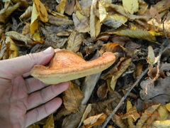 Hapalopilus rutilans