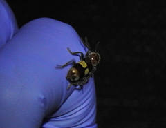 Enoclerus quadrisignatus