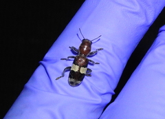 Enoclerus quadrisignatus