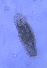 Urostylida