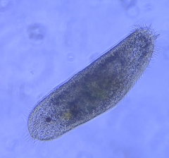 Urostylida