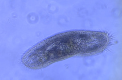 Urostylida