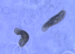 Urostylida