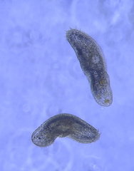 Urostylida