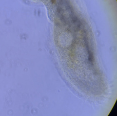 Urostylida