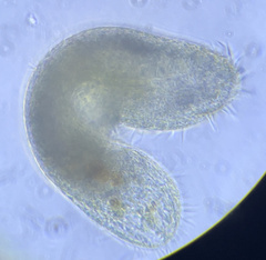 Urostylida