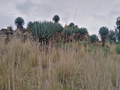 Furcraea parmentieri