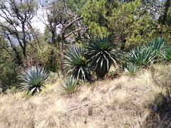 Furcraea parmentieri