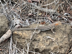 Microlophus albemarlensis